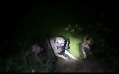 4 köpeği boğulmaktan kurtaran polis ve bekçiye ödül
