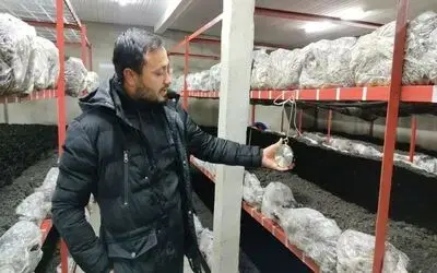 Üniversiteden mezun oldu, mantar üretimine başladı
