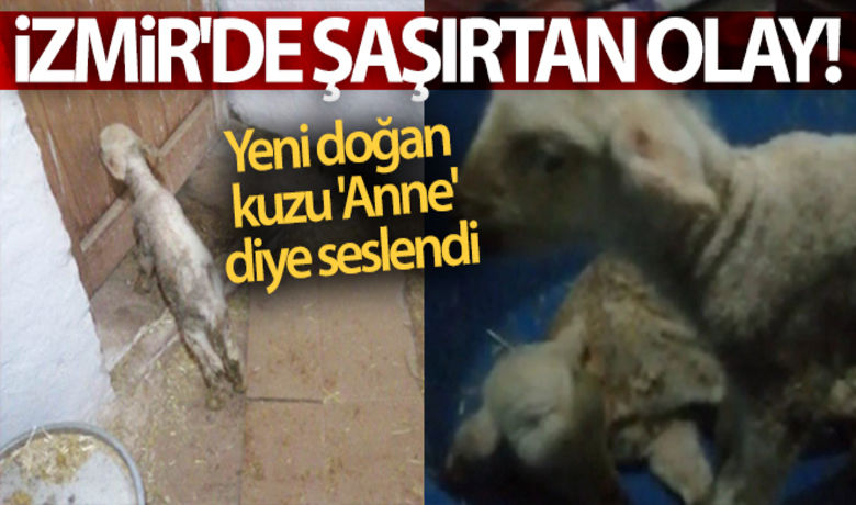 İzmir'de şaşırtan olay: Yenidoğan kuzu 'Anne' diye seslendi - İzmir'in Torbalı ilçesinde, yeni doğan ikiz kuzulardan birisinin "anne" diye seslenmesi gören herkesi şaşırttı. Kuzunun annesini aradığı anlar ise kameralara yansıdı.