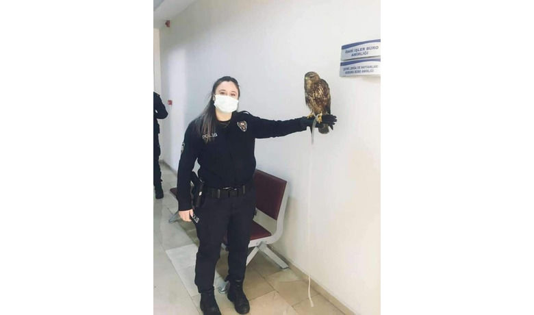 Yaralı doğan yavrusu güvenli ellerde
 - Yaralı halde bulunan yavru doğan, Samsun Emniyet Müdürlüğü’ne bağlı Çevre, Doğa ve Hayvanları Koruma Büro Amirliği görevlilerince tedavisinin yapılabilmesi için Terme Doğa Koruma ve Milli Parklar Şefliği’ne teslim edildi.