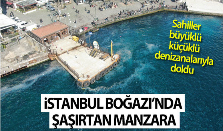 İstanbul Boğazı'nda şaşırtan manzara - İstanbul’un ünlü Arnavutköy, Ortaköy ve Bebek sahilleri büyüklü küçüklü denizanalarıyla adeta beyaza büründü.