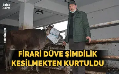 Mezbahadan Firar Etti, Kesilmekten Kurtuldu