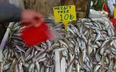 Mezgit 10 TL’lik fiyatıyla tezgahların fenomeni
