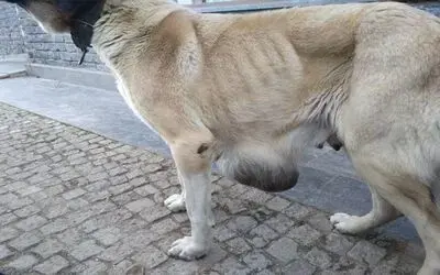 Hasta köpeğe Büyükşehir sahip çıktı
