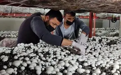 Üniversiteyi bitirip köyüne döndü: Ürettiği mantarlar kapış kapış satılıyor
