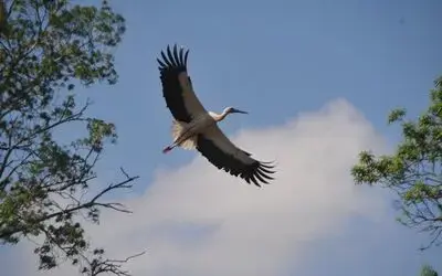 7 bin kilometre yol kat edip gelen leylekler için ’hoş geldin’ etkinliği