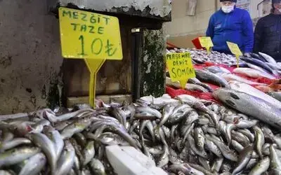 Hamsi yerini mezgide bıraktı
