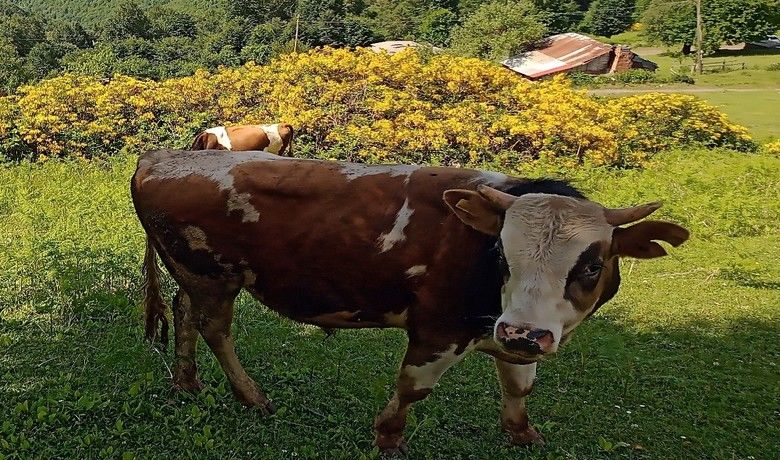Hayvanlarını kayıt altına aldırmayanlara‘hayvan başına ceza’ uygulaması