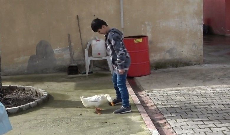 Alaçamlı Küçük Yusuf’la ördeğin dostluğu