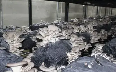 Çarşamba’da istiridye mantarı üretimi artıyor
