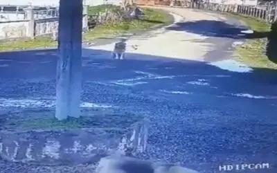 Servis aracıyla sokak köpeğini ezen sürücüye ceza...O anlar kamerada
