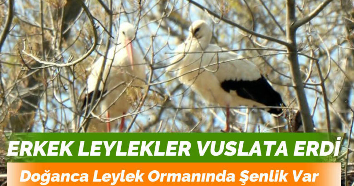 Leyleklerin eşleri geldi, yuvalar şenlendi