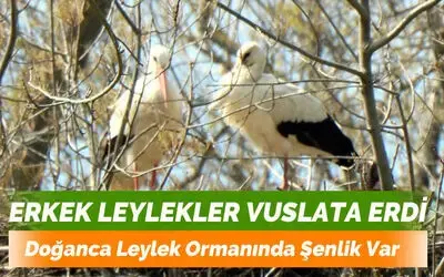 Leyleklerin eşleri geldi, yuvalar şenlendi