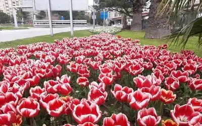 Samsun’da lale zamanı
