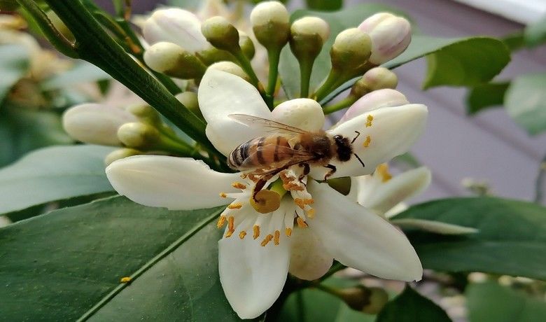 "İklim değişikliği" ve"varroa" bal üretimini düşürdü - Samsun İli Arı Yetiştiricileri Birliği Yönetim Kurulu Başkanı Rasim Kaplan, kovan sayısının Türkiye genelinde artmasına rağmen bal üretiminin düşmesinin nedeninin "küresel iklim değişikliği" ve arıları öldüren "varroa" canlısı olduğunu söyledi.