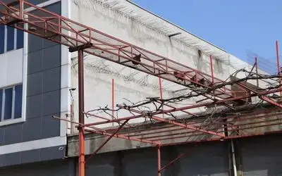 Tavukları için üst geçit yaptı
