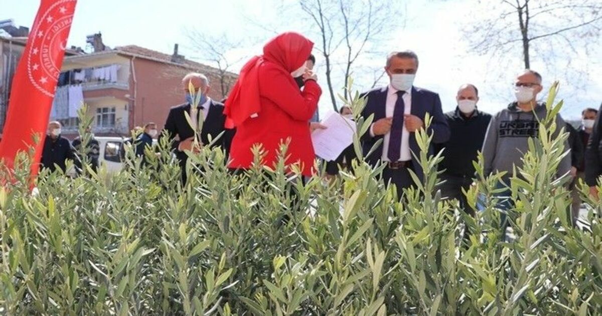 Bafra'da zeytincilik için fidan dağıtıldı