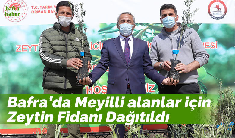 Bafra'da zeytincilik için fidan dağıtıldı - Samsun İl Tarım ve Orman Müdürü İbrahim Sağlam, 2021 yılında Samsun’da 7 bin 500 zeytin fidanının dikildiğini, bu sayede ilde zeytin yetiştiriciliğinin yeniden canlandırılacağını söyledi.