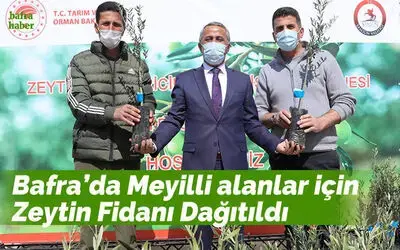 Bafra'da zeytincilik için fidan dağıtıldı