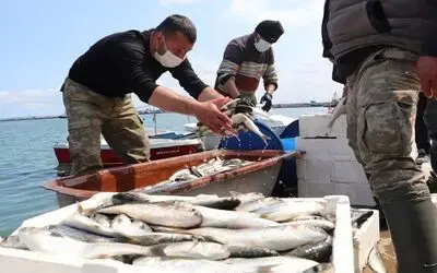 Balık sezonuna iklim değişikliği etkisi
