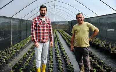 Samsun’da kesme çiçekçilik yaygınlaşıyor

