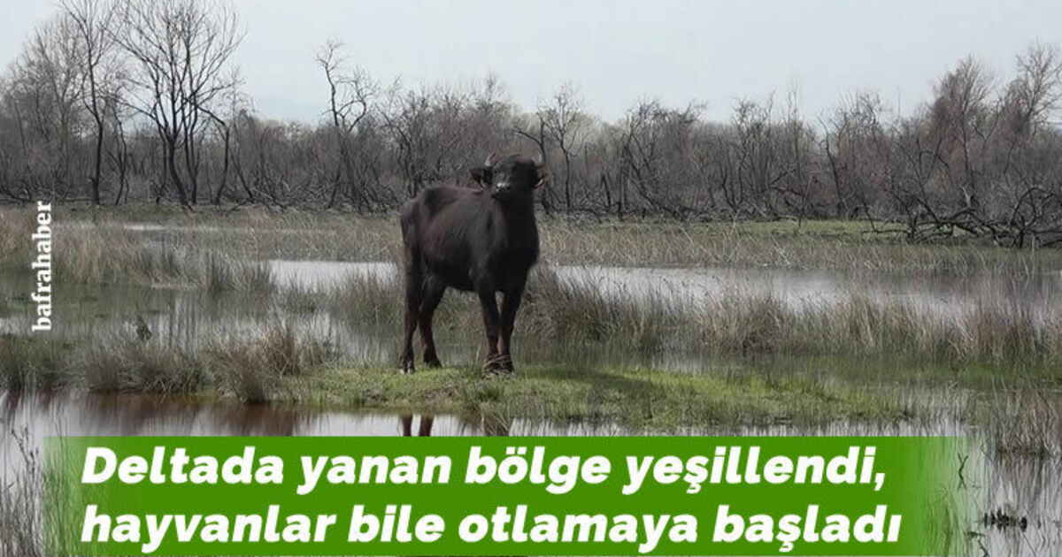 Deltada yanan bölge yeşillendi