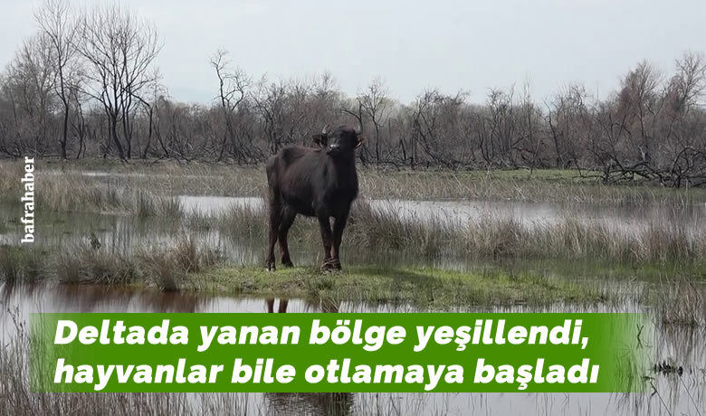 Deltada yanan bölge yeşillendi - UNESCO Dünya Mirası Geçici Listesi’nde yer alan Kızılırmak Deltası Kuş Cenneti’nde 15 Eylül 2020 tarihinde  yaşanan yangında zarar gören 108 hektarlık alan, yangının üzerinden 7 buçuk geçmesinin ardından kendini yeniledi. Yanan bölge yeniden yeşillendi, hayvanlar bile otlamaya başladı.