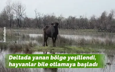 Deltada yanan bölge yeşillendi