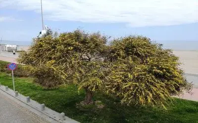 Baharın gelişiyle açan mimozalar renkli görüntüler oluşturdu
