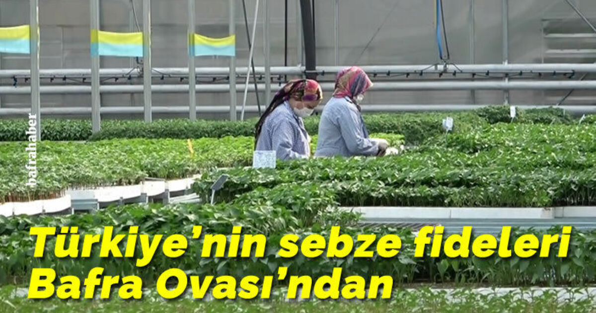 Türkiye’nin sebze fideleri Bafra Ovası’ndan