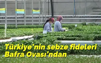 Türkiye’nin sebze fideleri Bafra Ovası’ndan