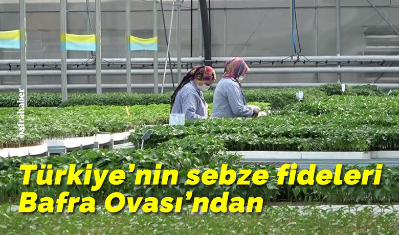Türkiye’nin sebze fideleri Bafra Ovası’ndan - Samsun’un Bafra ilçesinde Karadeniz’de bir ilk olan aşılı sebze fide üretim tesisinden Türkiye’nin fide ihtiyacı karşılanıyor.