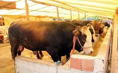 Trakya’ya kurbanlık hayvan sevkiyatına kısıtlama
