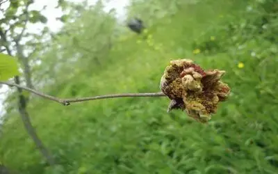 Fındıkta kozalak akarı mücadelesi başladı
