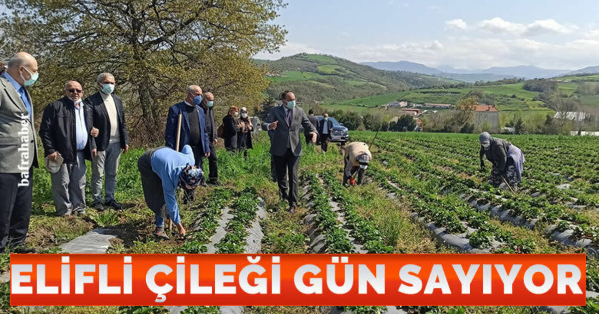 ’Elifli çileği’ gün sayıyor