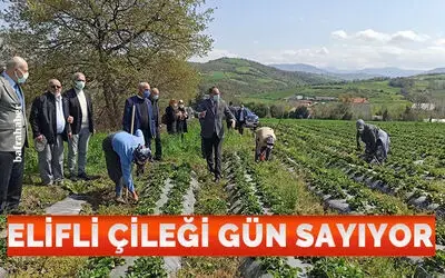 ’Elifli çileği’ gün sayıyor