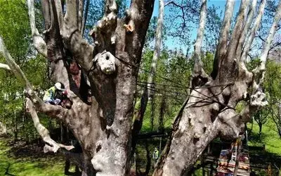1200 yıllık dev çınara bakım
