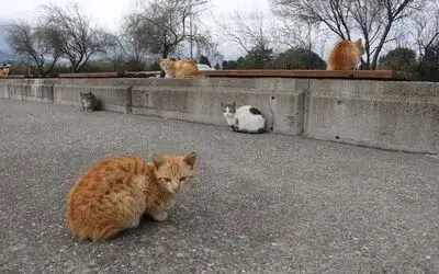 Bu sahilde her yer kedi
