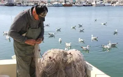 Küçük balıkçıların başı yunuslarla dertte
