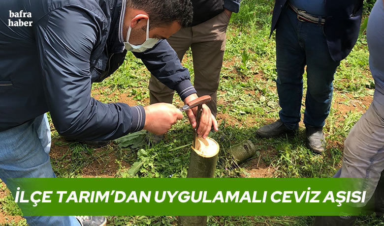 İlçe Tarım’dan Uygulamalı Ceviz Aşısı - Bafra İlçe Tarım ve Orman Müdürlüğü personeli baharla birlikte sahalarda uygulamalı eğitim faaliyetlerine devam ediyor. 