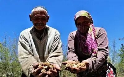 Dedektif gibi mantar arıyorlar, kilosunu 150 TL’den satıyorlar
