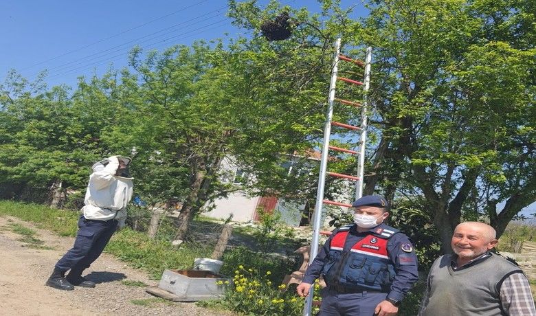 Yaşlı adamın oğulveren arılarını jandarma indirdi - Samsun’un Alaçam ilçesinde 78 yaşındaki vatandaş oğul veren arıları için jandarmadan yardım istedi. Arıcı kıyafeti giyen jandarma, oğul veren arıları ağaçtan indirdi.