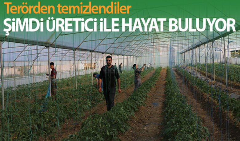 Terörden temizlenen topraklar üreticiile yeniden hayat buluyor - Bursa’dan, pandemi sürecinde memleketi Şırnak’ın Uludere ilçesine gelen Yekta Ürün, kaymakamlık ile İlçe Tarım ve Orman Müdürlüğünün desteği ile sera kurdu. Yüzde 70 hibe desteği alan Ürün, kiraladığı 16 dönüm arazinin 5 dönümünde domates, salatalık, çilek, soğan ve karpuz üretirken 10 kişiye de iş imkanı sağladı.