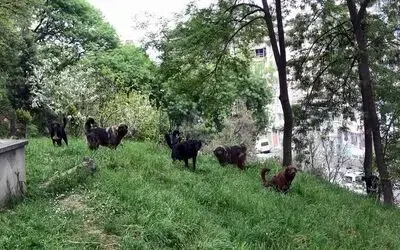 Mezarlığa dadanan köpekler mahalleliyi canından bezdirdi
