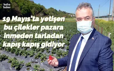 19 Mayıs'ta yetişen bu çilekler pazara inmeden tarladan kapış kapış gidiyor