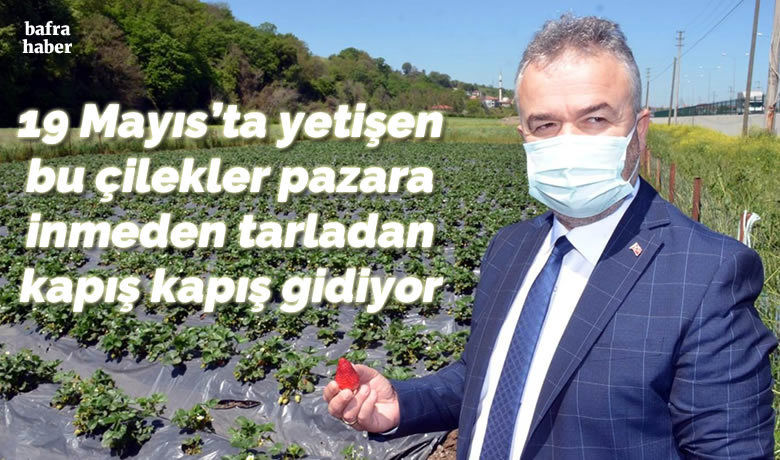 19 Mayıs'ta yetişen bu çileklerpazara inmeden tarladan kapış kapış gidiyor
