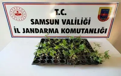 Çarşamba’da 55 kök kenevir ele geçirildi