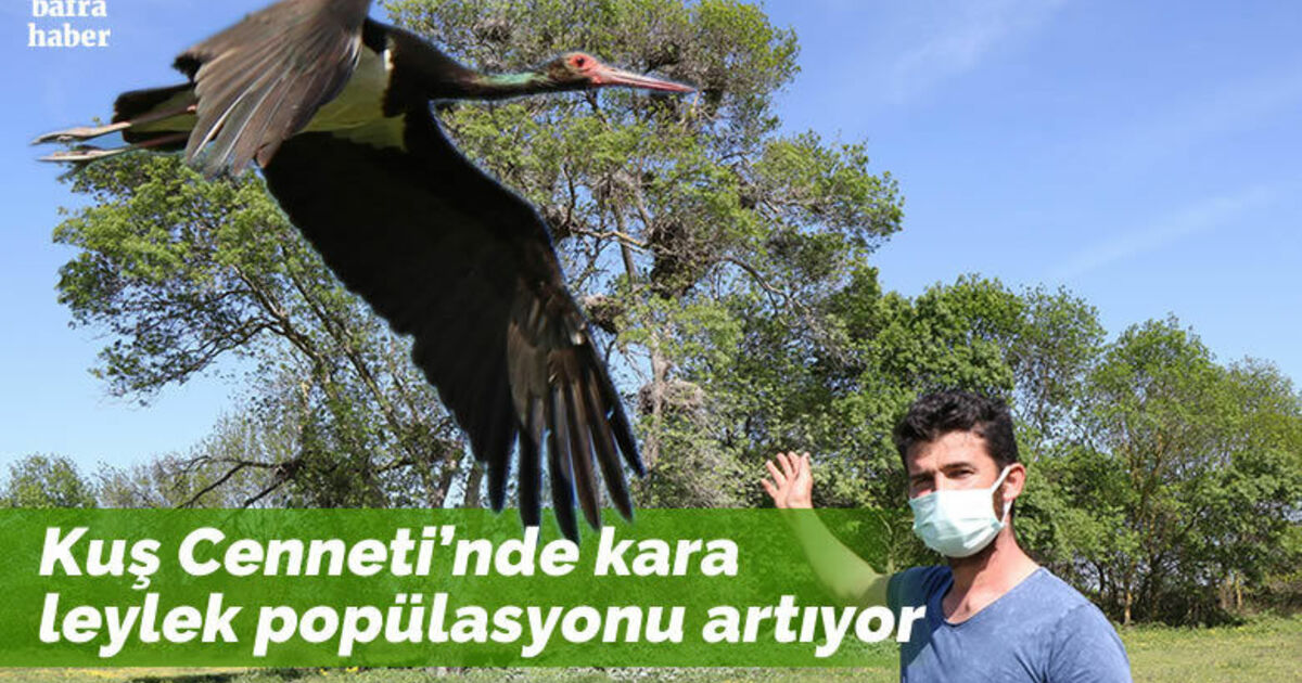 15 yıl önce bir çift olarak gelen kara leyleklerin sayısı 12’ye çıktı