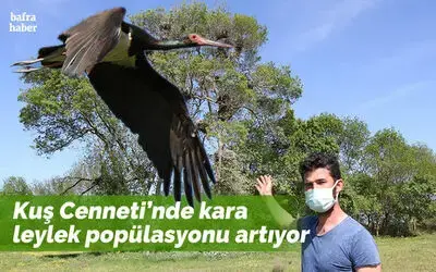 15 yıl önce bir çift olarak gelen kara leyleklerin sayısı 12’ye çıktı