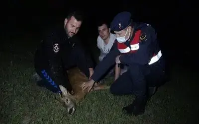 Kalbi duran yaralı karacaya suni teneffüs ve kalp masajı yaptılar
